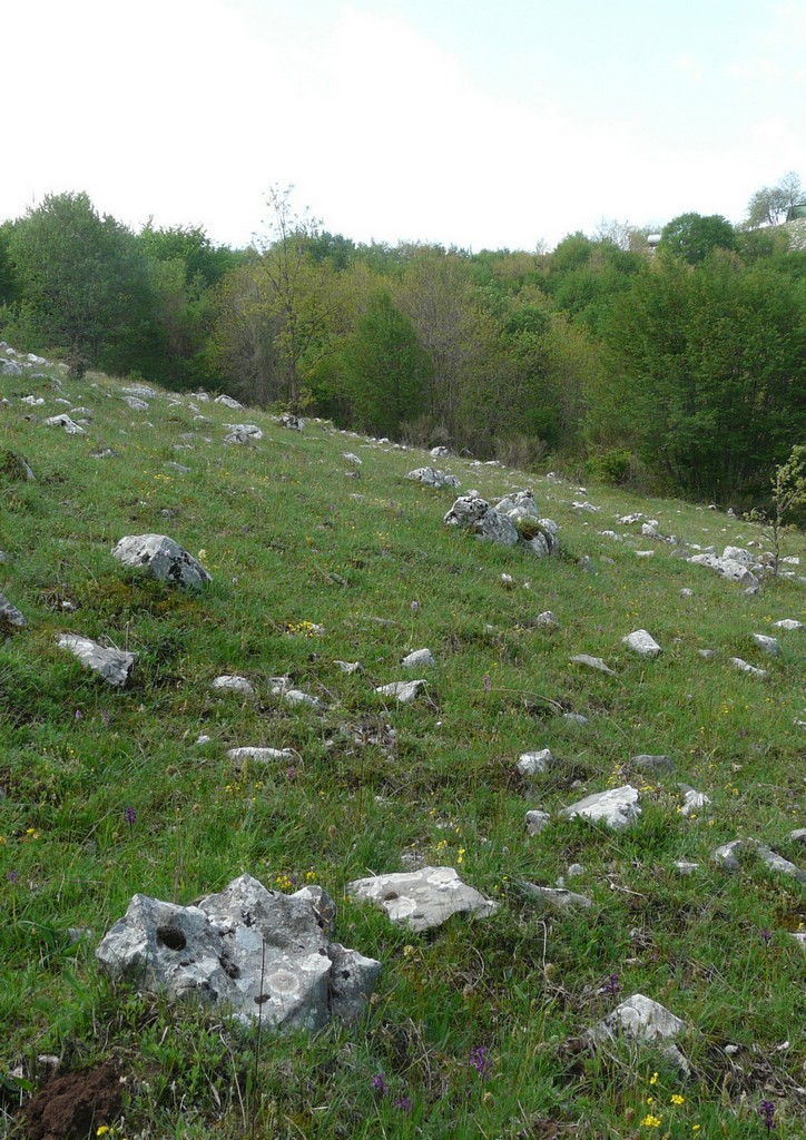 La Valle delle orchidee, Sassano e Monte San Giacomo 9 e 10 maggio 2015